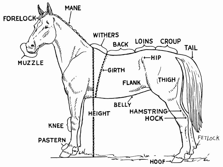 Parts Of the Horse Worksheet Awesome Horse to Print