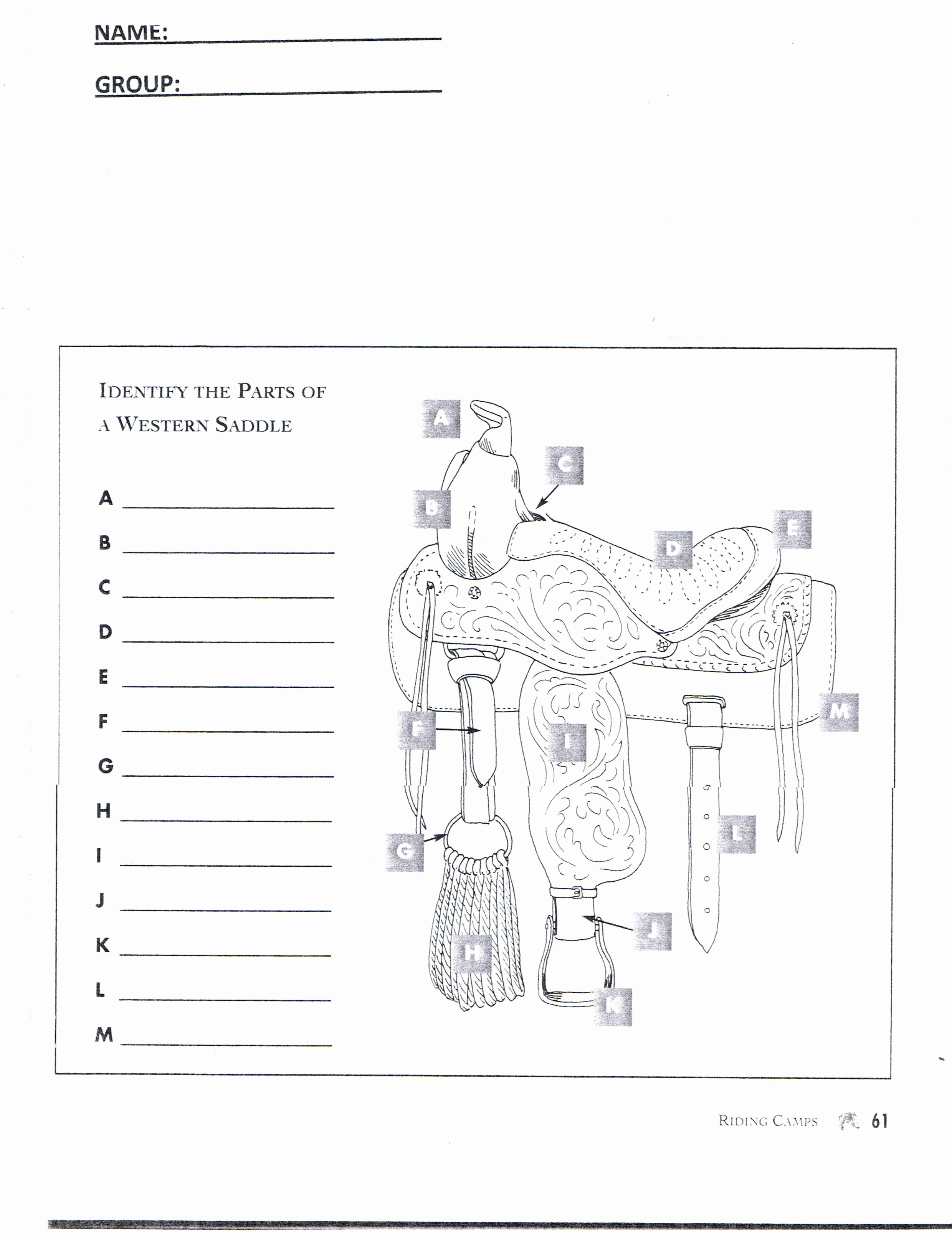 Parts Of the Horse Worksheet Awesome Worksheet Part Of Saddle Google Search
