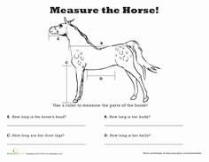 Parts Of the Horse Worksheet Beautiful 18 Best Of Horse Study Worksheets Horse Riding