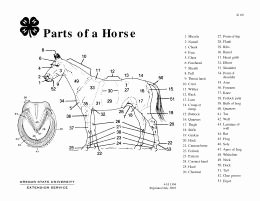 Parts Of the Horse Worksheet Beautiful Parts Of A Horse Teaching Aid