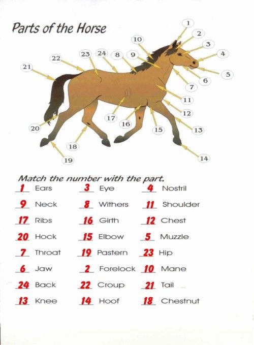 Parts Of the Horse Worksheet Best Of 17 Best Images About Printable Pages Horses On Pinterest