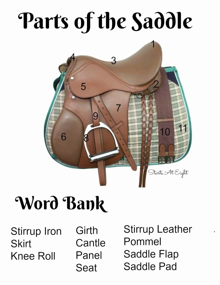 Parts Of the Horse Worksheet Best Of 82 Best Animal Activities Images On Pinterest