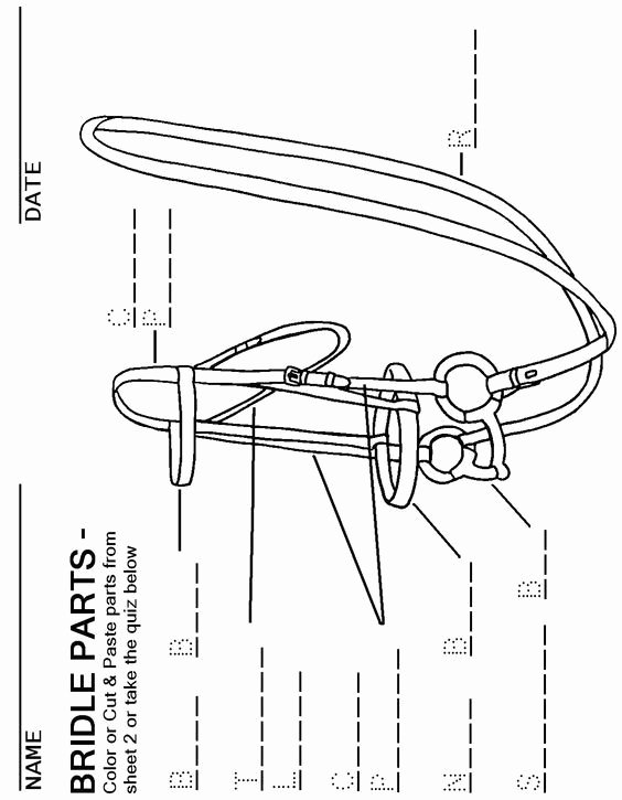 Parts Of the Horse Worksheet Best Of Bridle Parts Fill the Blanks Horsemastership Glenlyon