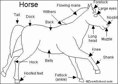 Parts Of the Horse Worksheet Best Of Horse Printout Enchantedlearning