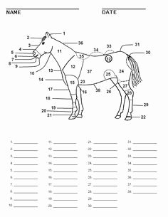Parts Of the Horse Worksheet Elegant Blank Horse Parts Worksheet Horses