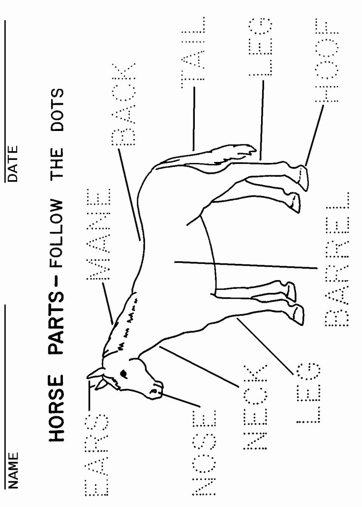 Parts Of the Horse Worksheet Elegant Booklet Page 1 Parts Of the Horse Trace Over the Words