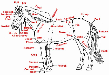 Parts Of the Horse Worksheet Fresh Down the Bridle Path Parts Of the Horse and Basic Care