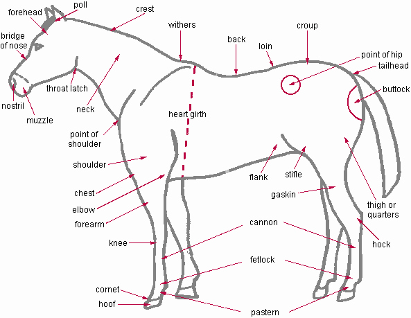 Parts Of the Horse Worksheet Fresh Horse Camp Kick Off