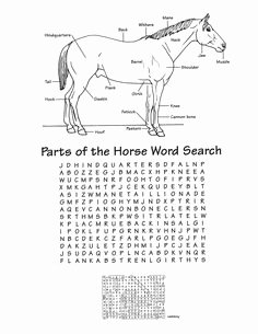 Parts Of the Horse Worksheet Inspirational 17 Best Of Saddle Worksheets Printable Part