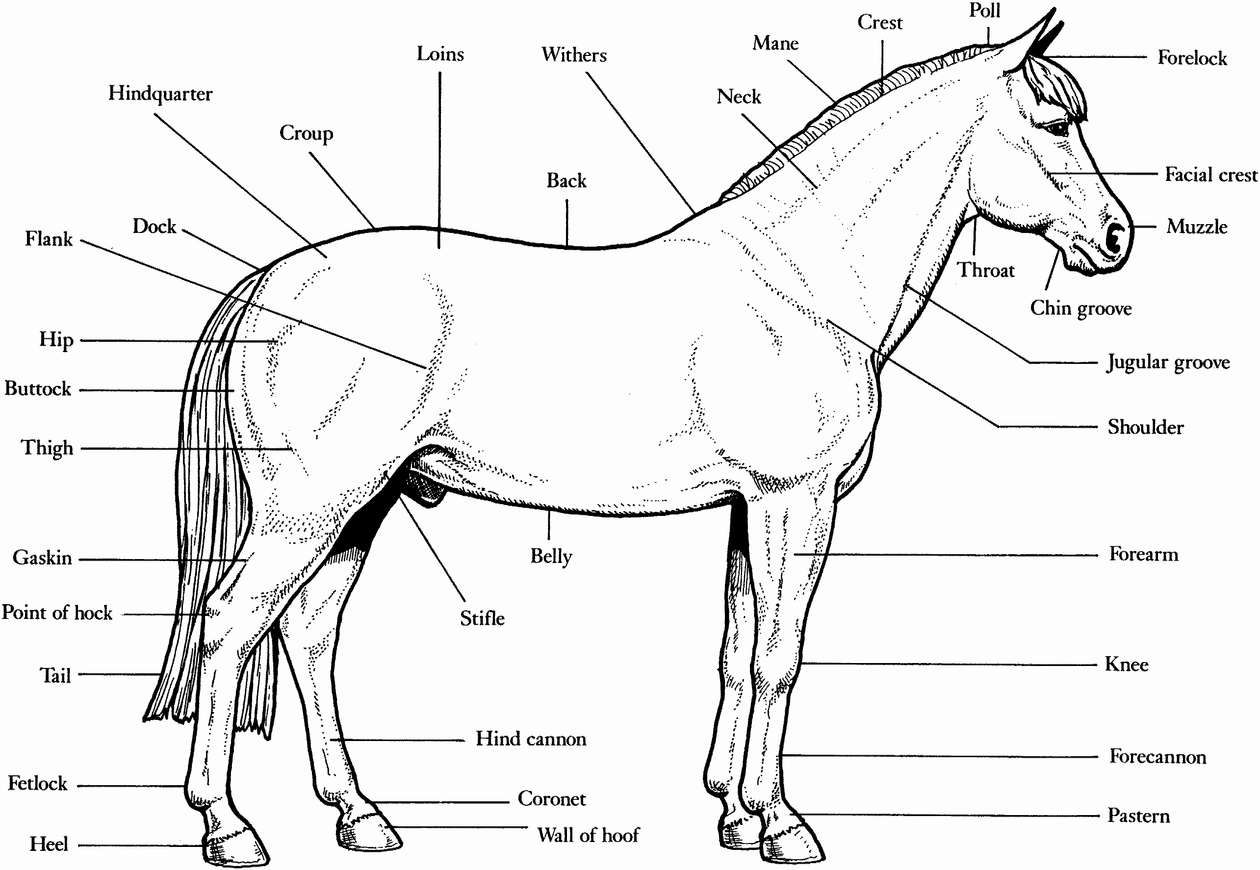 Parts Of the Horse Worksheet Inspirational Free Horse Unit Study Resources