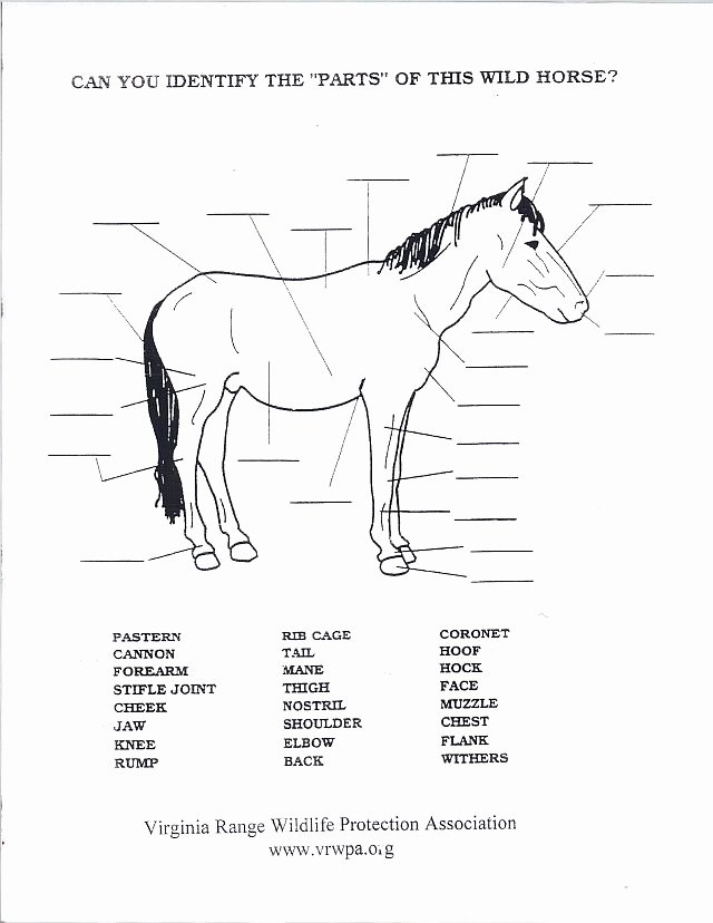 Parts Of the Horse Worksheet Inspirational Western States Wild Horse and Burro Expo Kids Projects