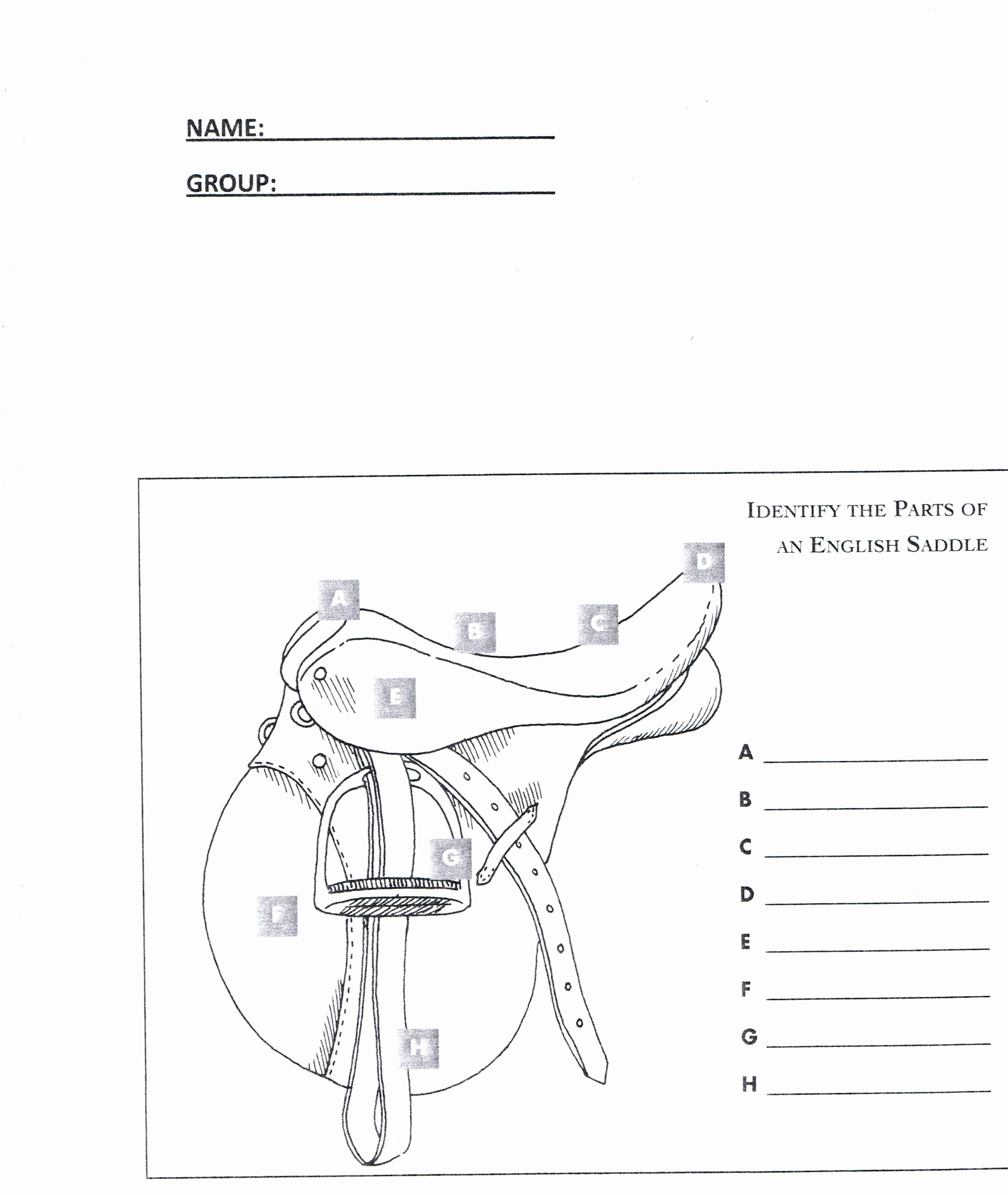 Parts Of the Horse Worksheet Lovely English Saddle Parts Worksheet Workbooks