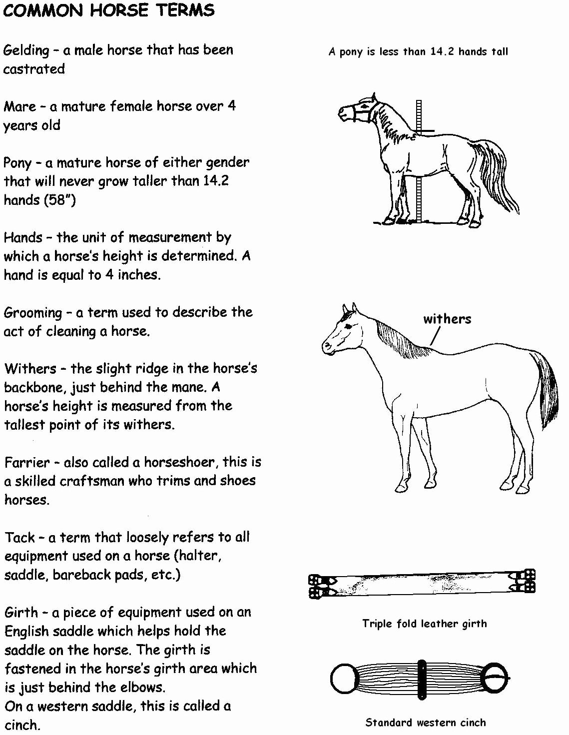 Parts Of the Horse Worksheet Luxury Mon Horse Terms Hand Out 1 Beth