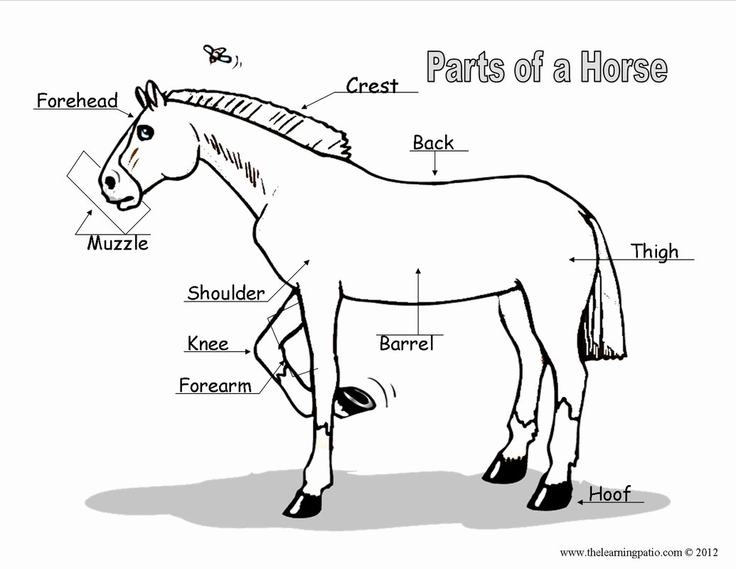 Parts Of the Horse Worksheet New Horse Body Parts Worksheet Hasshe