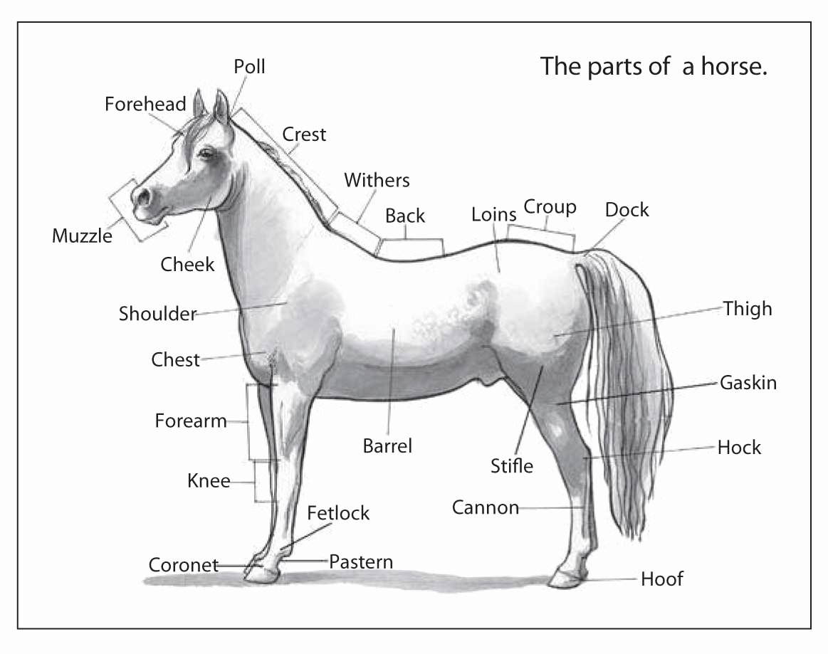 Parts Of the Horse Worksheet New Horses Riding Breeding &amp; More the Parts Of A Horse