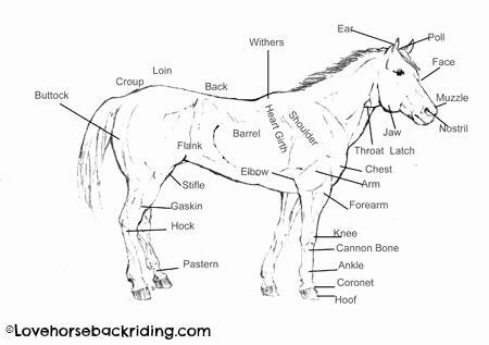 Parts Of the Horse Worksheet New Parts Of the Horse Understand and Pare