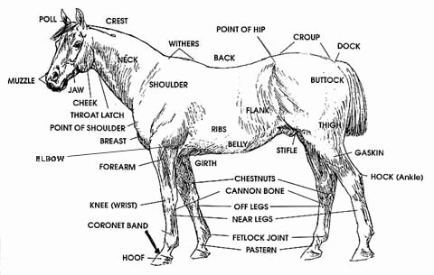 Parts Of the Horse Worksheet Unique Great Site for 4 H Kids to Learn Anatomy Horse