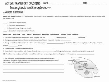 Passive and Active Transport Worksheet Beautiful Cell Transport Active Transport Coloring Endocytosis and