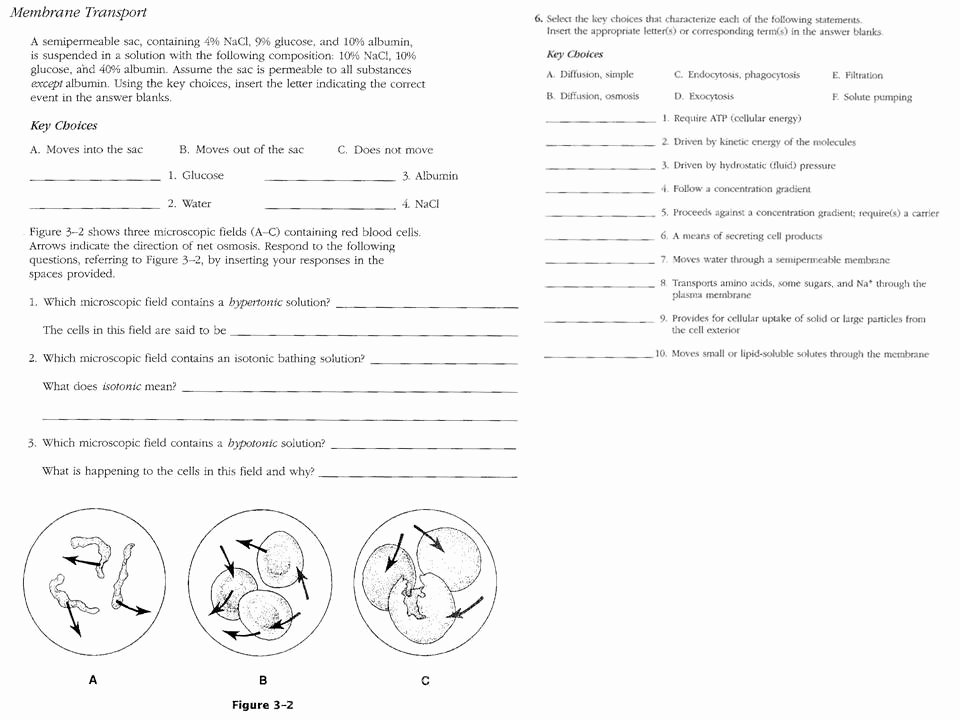 Passive and Active Transport Worksheet Beautiful Unit 2 Worksheet Passive and Active Transport