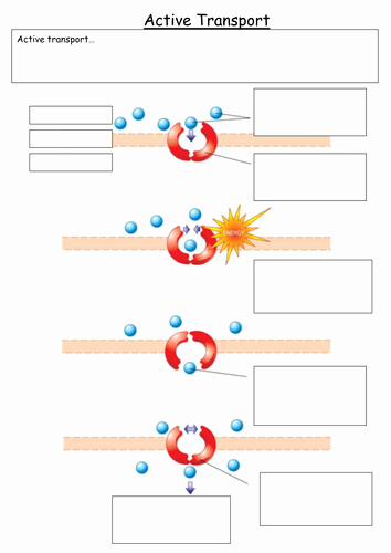 Passive and Active Transport Worksheet Lovely Active Transport Worksheets by Katieball Teaching