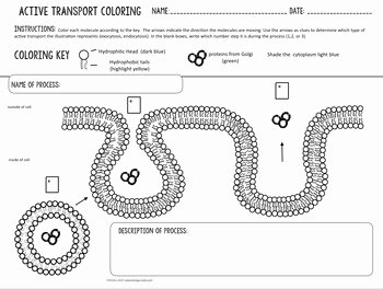 Passive and Active Transport Worksheet Lovely Cell Transport Active Transport Coloring Endocytosis and