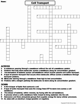 Passive and Active Transport Worksheet New Passive and Active Cell Transport Worksheet Crossword