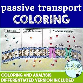Passive Transport Worksheet Answers Elegant Cell Transport Passive Transport Coloring by Biology