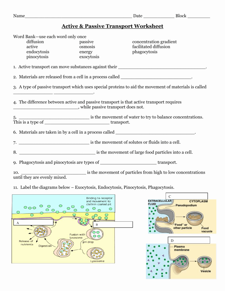 Passive Transport Worksheet Answers Elegant Passive and Active Transport Name
