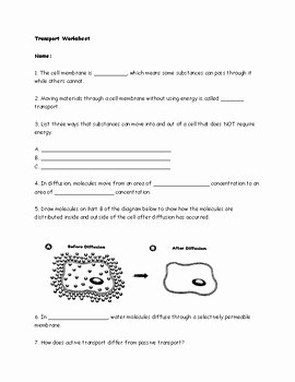 Passive Transport Worksheet Answers New Active and Passive Transport Worksheet by ashley