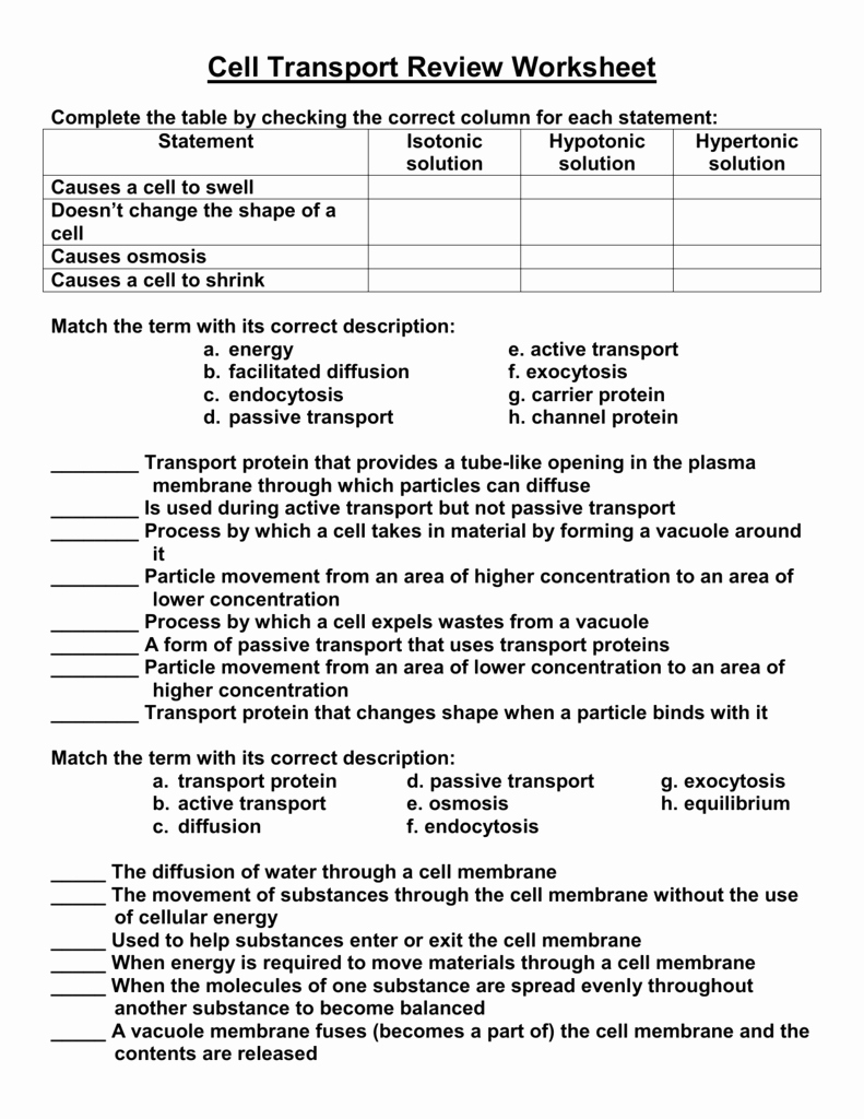 Passive Transport Worksheet Answers Unique Cell Transport Review Worksheet