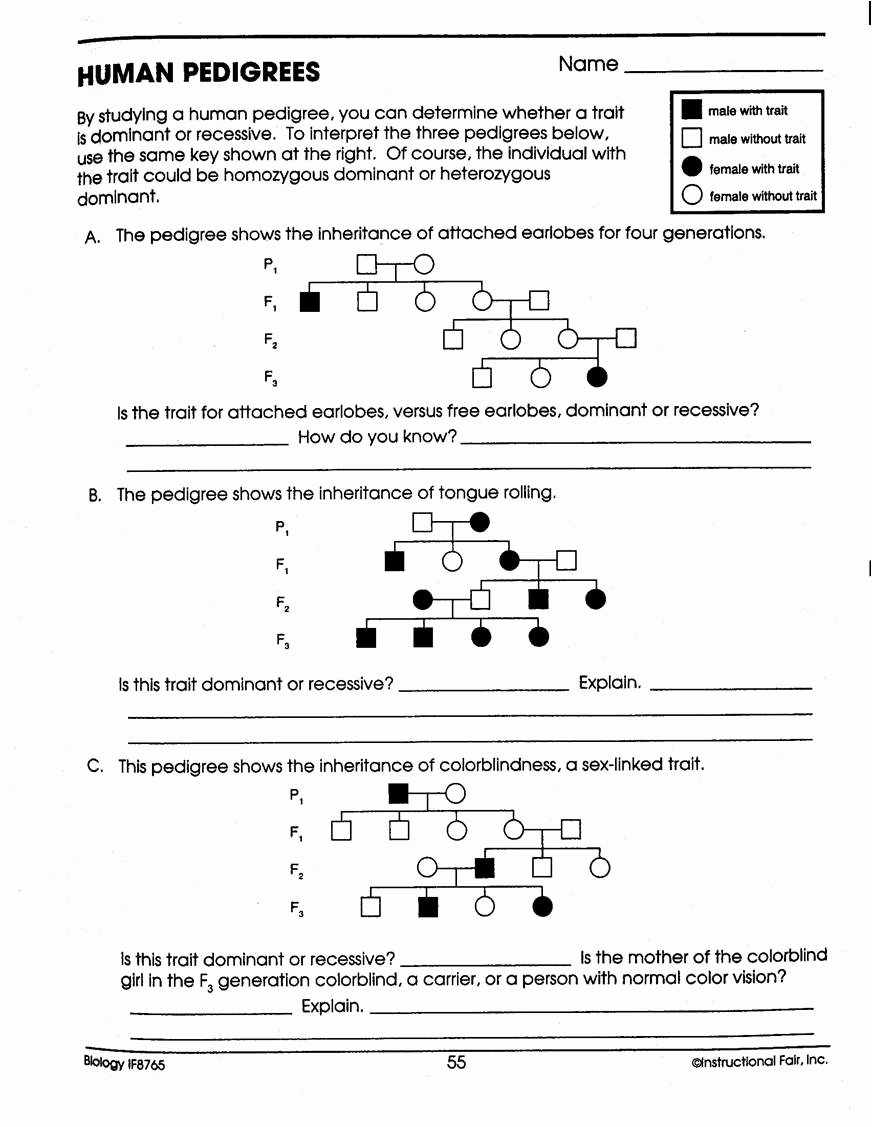 Pedigree Worksheet Answer Key Inspirational Chapter 12 Patterns Heredity and Human Genetics