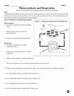 Photosynthesis and Cellular Respiration Worksheet Beautiful Synthesis &amp; Cellular Respiration Worksheet