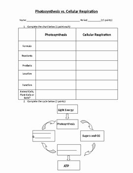 Photosynthesis and Cellular Respiration Worksheet Best Of Synthesis Vs Cellular Respiration Worksheet by
