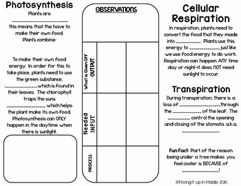 Photosynthesis and Cellular Respiration Worksheet Fresh Synthesis Cellular Respiration &amp; Transpiration