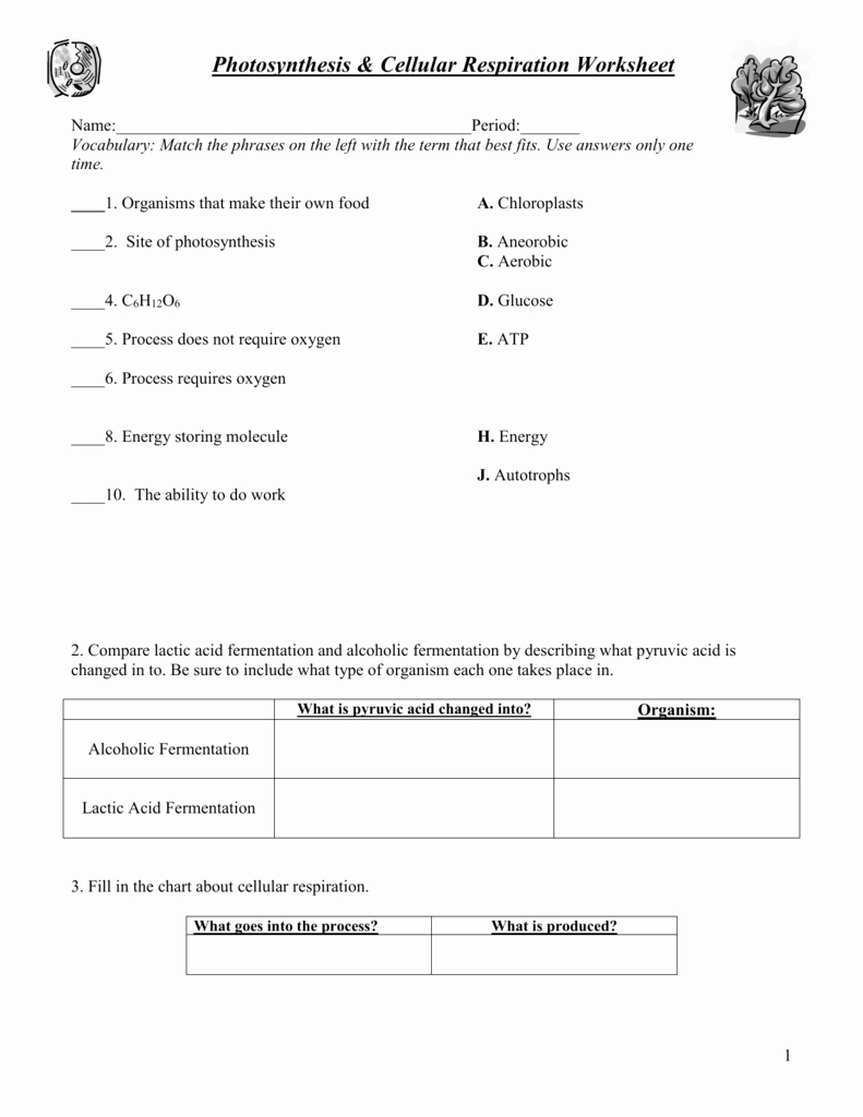 Photosynthesis and Cellular Respiration Worksheet Inspirational Synthesis and Respiration Worksheet
