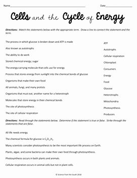 Photosynthesis and Cellular Respiration Worksheet New Cells and Energy Worksheet Review Synthesis and