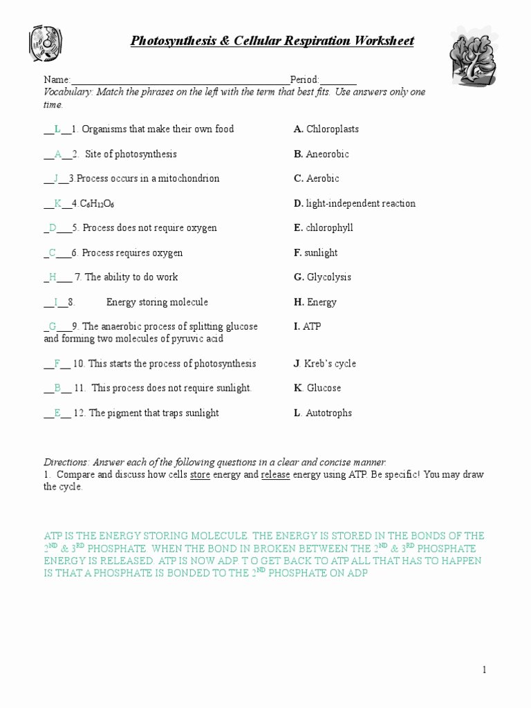 Photosynthesis and Cellular Respiration Worksheet New Key Synthesis Respiration Review Worksheetc