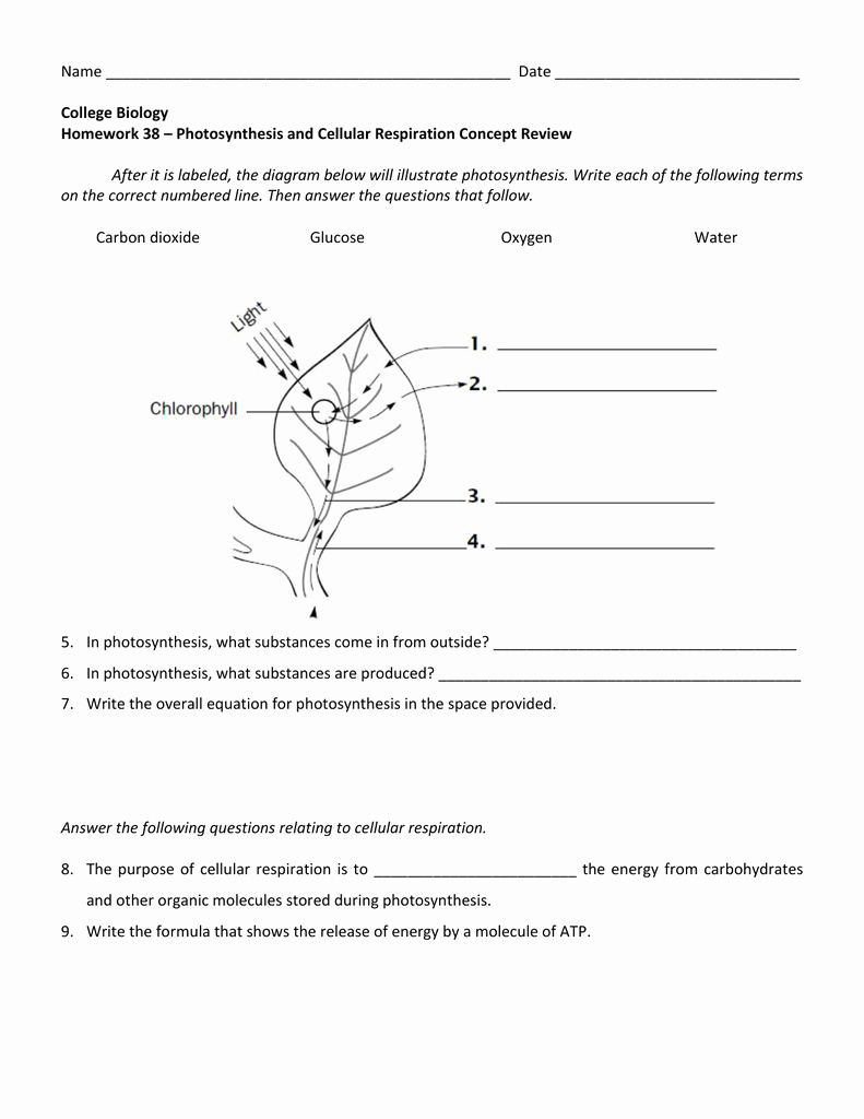 Photosynthesis and Respiration Worksheet Answers Inspirational Synthesis and Cell Respiration Concept Review