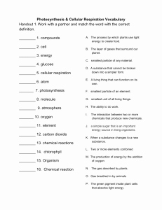 Photosynthesis and Respiration Worksheet Answers Lovely Synthesis Worksheet