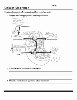 Photosynthesis and Respiration Worksheet Answers Unique 17 Images About Biology Stuff On Pinterest