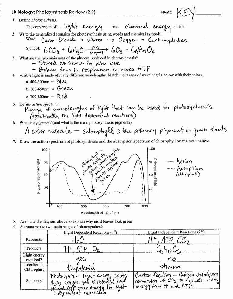Photosynthesis and Respiration Worksheet Beautiful Synthesis Review Key 2 9