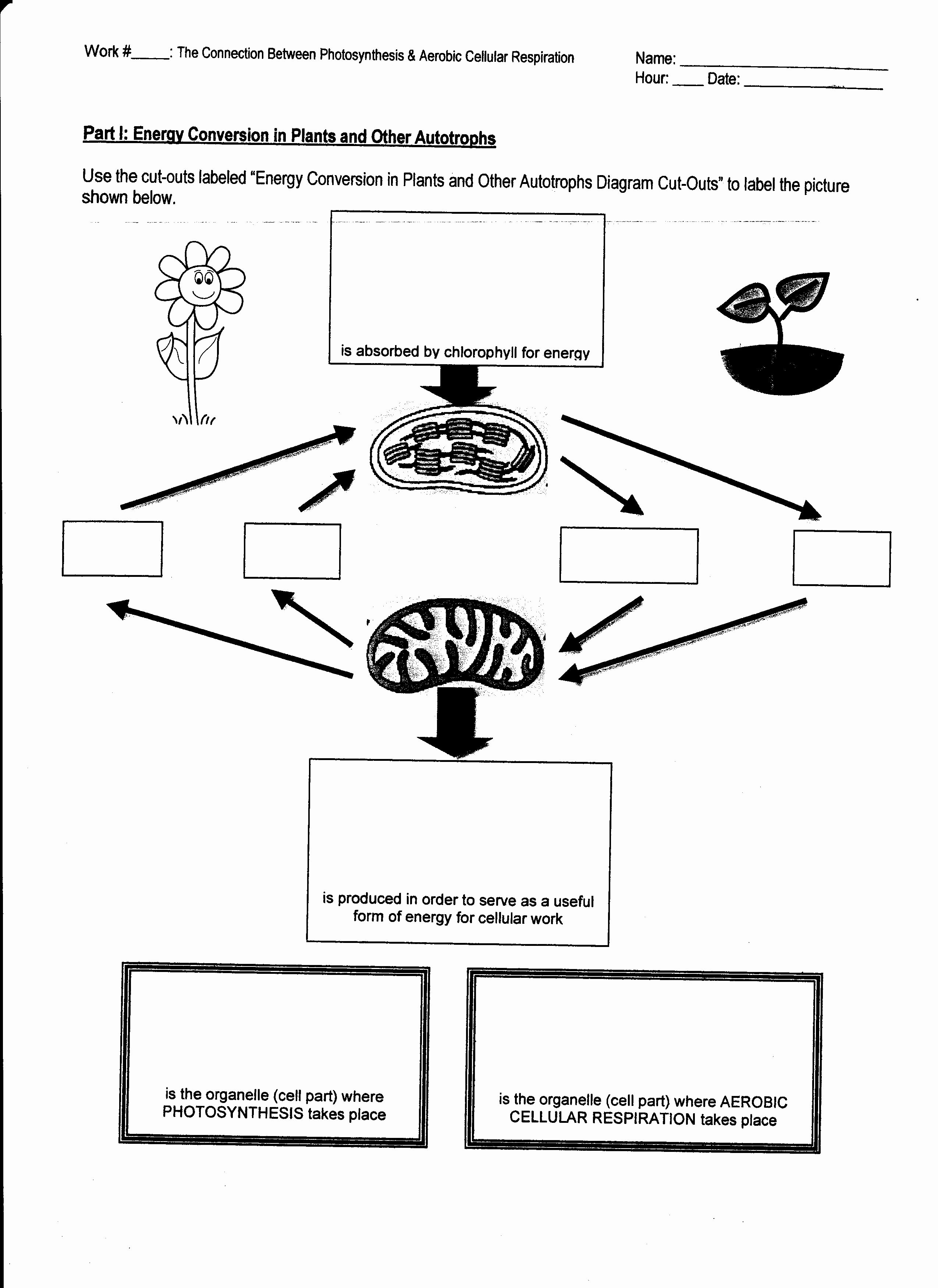 Photosynthesis and Respiration Worksheet Elegant Week 15 Synthesis and Respiration