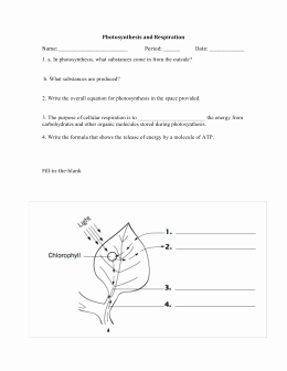 Photosynthesis and Respiration Worksheet Inspirational Synthesis &amp; Cellular Respiration Worksheet