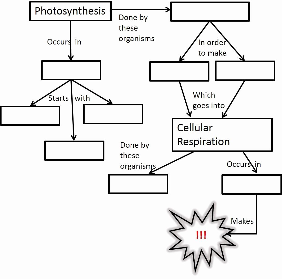 Photosynthesis and Respiration Worksheet Lovely Synthesis and Respiration Model Worksheet Answer Key