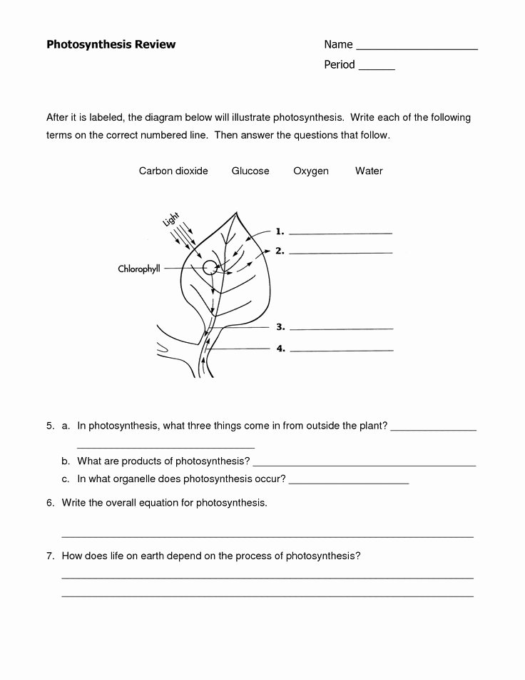 Photosynthesis and Respiration Worksheet Luxury Photosynthesis Worksheet Google Search