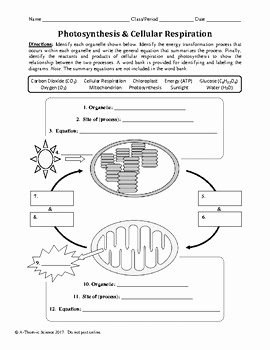 Photosynthesis and Respiration Worksheet New Synthesis and Cellular Respiration Worksheet by A