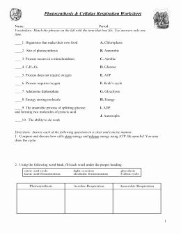 Photosynthesis and Respiration Worksheet Unique Synthesis &amp; Cellular Respiration Worksheet