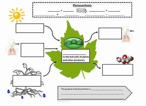 Photosynthesis Diagrams Worksheet Answers Beautiful Synthesis Diagrams Worksheet