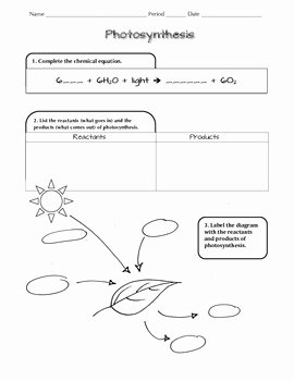 Photosynthesis Diagrams Worksheet Answers Elegant Synthesis Ngss Scaffolded Worksheet by D Meister
