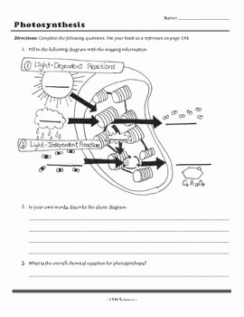 Photosynthesis Diagrams Worksheet Answers Fresh Pin On Synthesis
